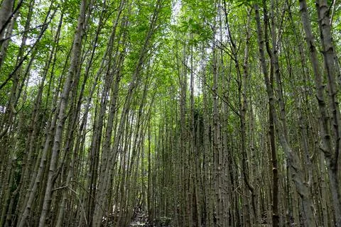 View of tall mangrove tree trunks in a protected tropical coastal ecosystem Stock Photos