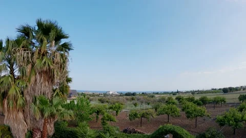 View of a tall palm tree and the Hospital in Avola, Sicily Stock Footage 152540540