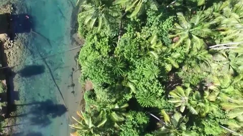 The view of tall palm trees Stock Footage 234950470