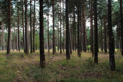 View of a tall pine tree forest with sunrays shining throughout Stock Photos