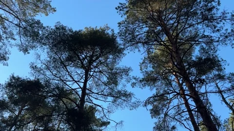 A view of tall pine trees and forest canopy against a clear blue sky Vídeo Stock 334068727