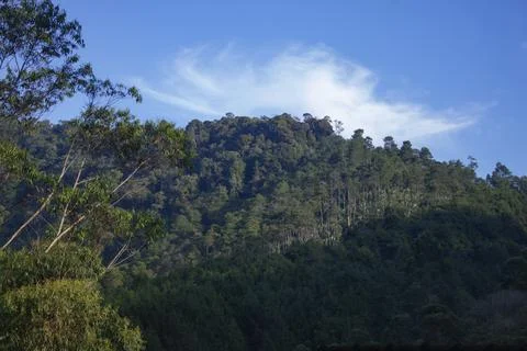 View of tall pine trees with blue sky Stock-Fotos