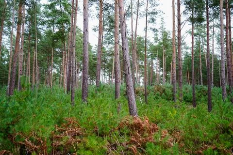 View in to tall pine trees with bracken undergrowth Stockfoto's