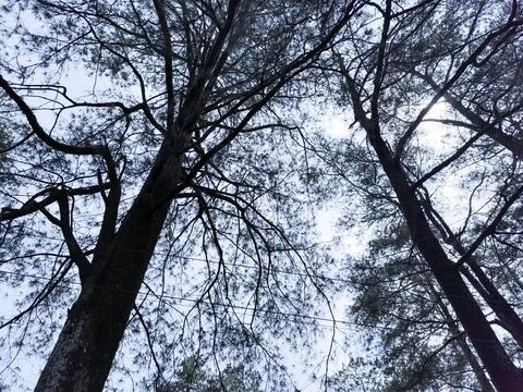 View of Tall Pine Trees with Branch Silhouettes Against the Sky Stock Photos