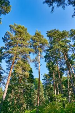 View of tall pine trees on a summer day. Pines against blue sky Stock Photos