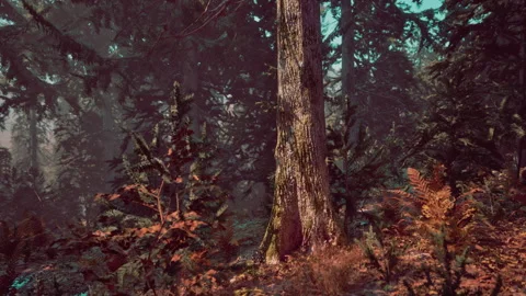 View in to tall pine trees on a summers day Stock Footage 235326356