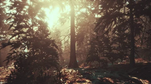 View in to tall pine trees on a summers day Stock Footage 235326820