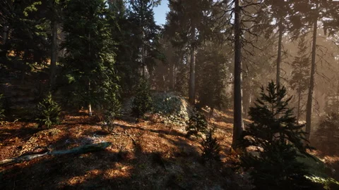 View in to tall pine trees on a summers day Stock Footage 238462036
