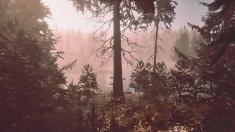 View in to tall pine trees on a summers day Stock Footage 238758670