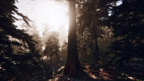 View in to tall pine trees on a summers day Stock Footage 239418774