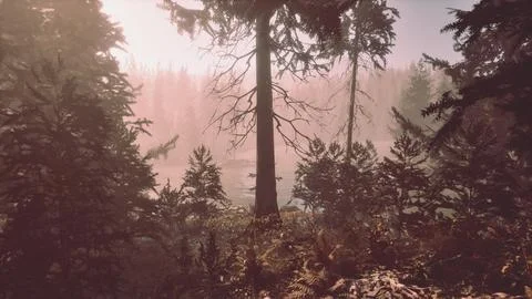 View in to tall pine trees on a summers day Stock Illustration