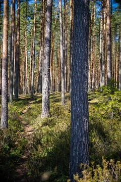 View in to tall pine trees on a summers day Stock Photos