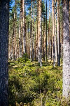 View in to tall pine trees on a summers day. Stock Photos