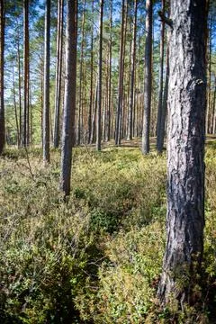 View in to tall pine trees on a summers day. Stock Photos