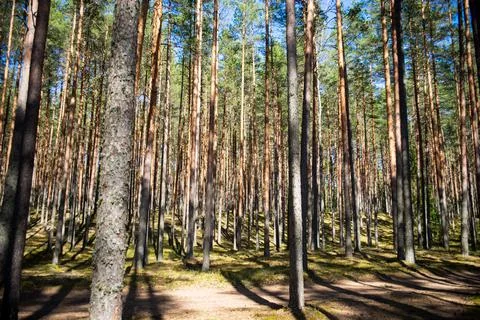 View in to tall pine trees on a summers day. Stock Photos