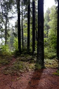 View in to tall pine trees on a summers day Stock Photos