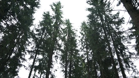 A view on tall spruce trees in deep green forest Stock Footage 111870995