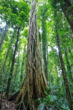 View of tall strangler fig tree in Dorrigo National Park in New South Wales. 写真素材