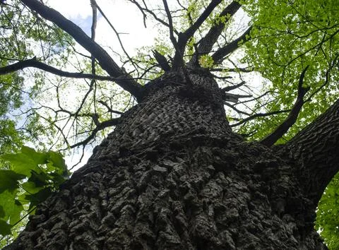 View of the tall tree from below. Tree trunk and green tree crown. Oak bark.. Foto stock
