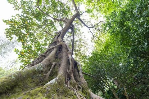 View of a tall tree with thick roots reaching towards the sky in a forest during Fotos de archivo