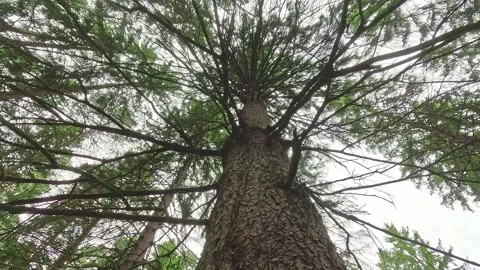 View up tall tree trunk into wide spreading branches Stock Footage 318068401