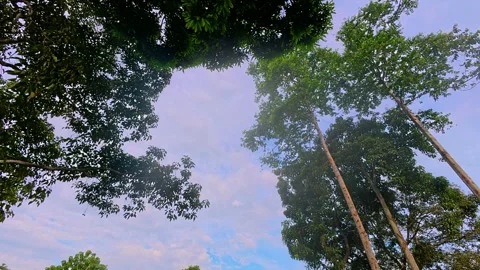 View of Tall Trees Against a Blue Sky Stock Footage 303499179