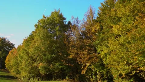 View of tall trees in autumn season Stock Footage 166399312
