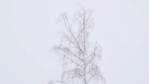 View of the tall trees covered with snow Stock Footage 118461915