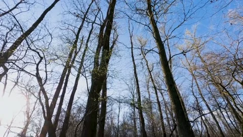 A view of tall trees Stock Footage 234730703