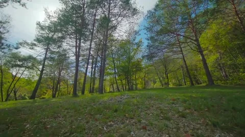 View of tall trees Stock Footage 234950475