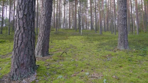 View of the tall trees in the middle of the Forest in Piusa Stock Footage 72134428