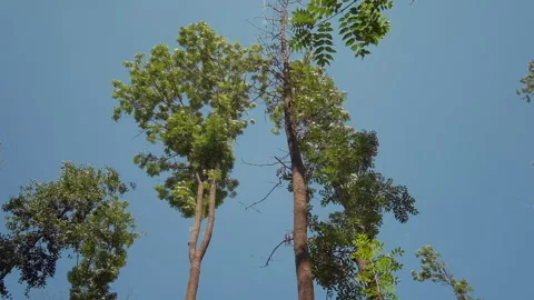 View of tall trees moving in the wind against blue sky. High quality audio Stock Footage 139069931