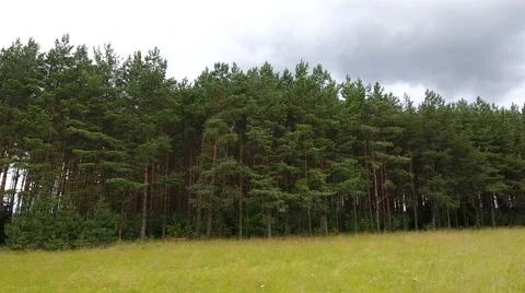 The view of the tall trees on the roadside Stock Footage 67282172