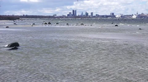 View of Tallin in Estonia Stock Footage 62486154