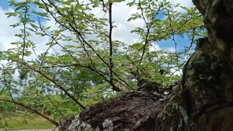 View of tamarind trees unique branching Stock Footage 316998001