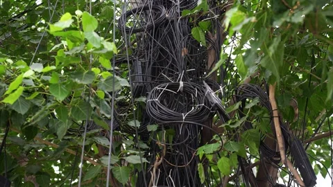 View of tangled electrical wires on a tree in Dhaka, Bangladesh. Stock Footage 335556955