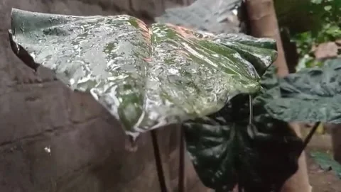 View of taro leaves when it rains Stock Footage 319988551