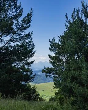 View of the Tatra Mountains Framed by Pine Trees in Małe Pieniny, Poland Photos