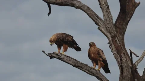 View of tawny eagles perched on a dry tree branch, South Africa. Stock Footage 335609270