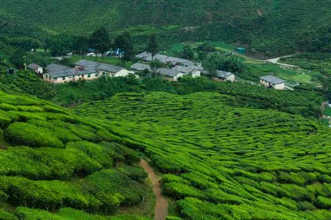 The view at the tea farm Stock Photos