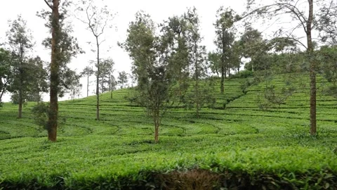 View of tea fields in Kerala, Tea plantation footage Видео 156956709