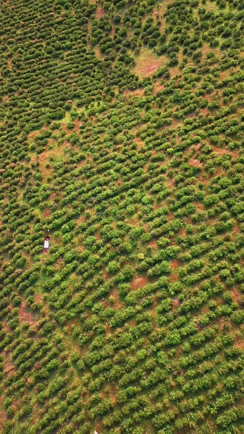 The view of tea fields in Lam Dong, Vietnam, during the afternoon. Workers are Vídeos de archivo 331009908