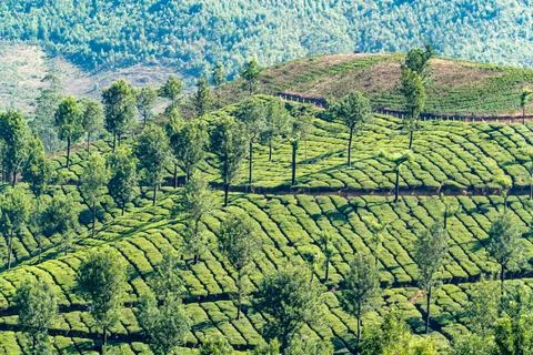 View to tea fields in Munnar, the highlands of Anamudi Shola national park,.. Stock Photos