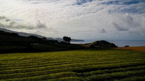 View to tea fields at Sao Miguel island, Azores, Portugal Stock Photos