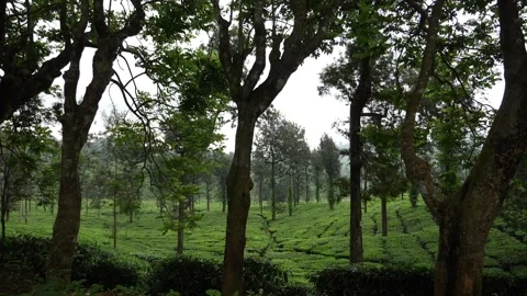 View of tea fields in on slopes of hills Stock-Footage 156966537