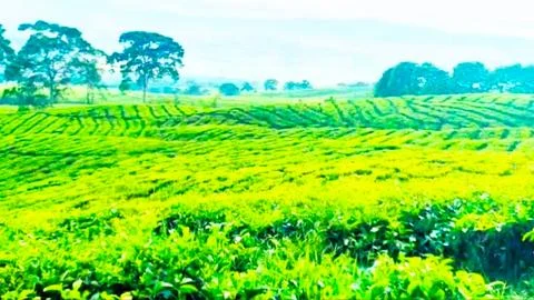 View of the tea garden Stock Photos