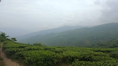 View of tea garden of tea estates in darjeeling, india. vast green patches of Stock-Footage 168373830