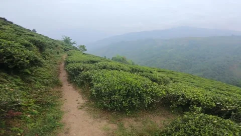 View of tea garden of tea estates in darjeeling, india. vast green patches of Video stock 168373857