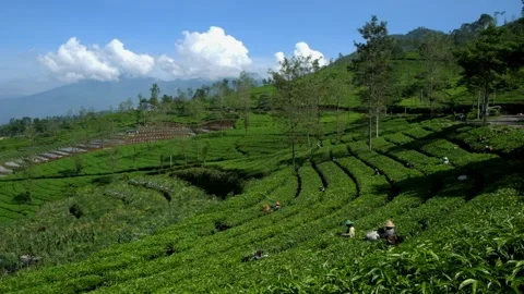 View of tea picking in a tea plantation with a blue sky in the background Stock Footage 292506213