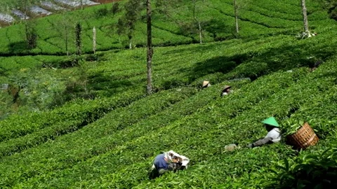 View of tea picking in a tea plantation in the hills. Stock Footage 292506228